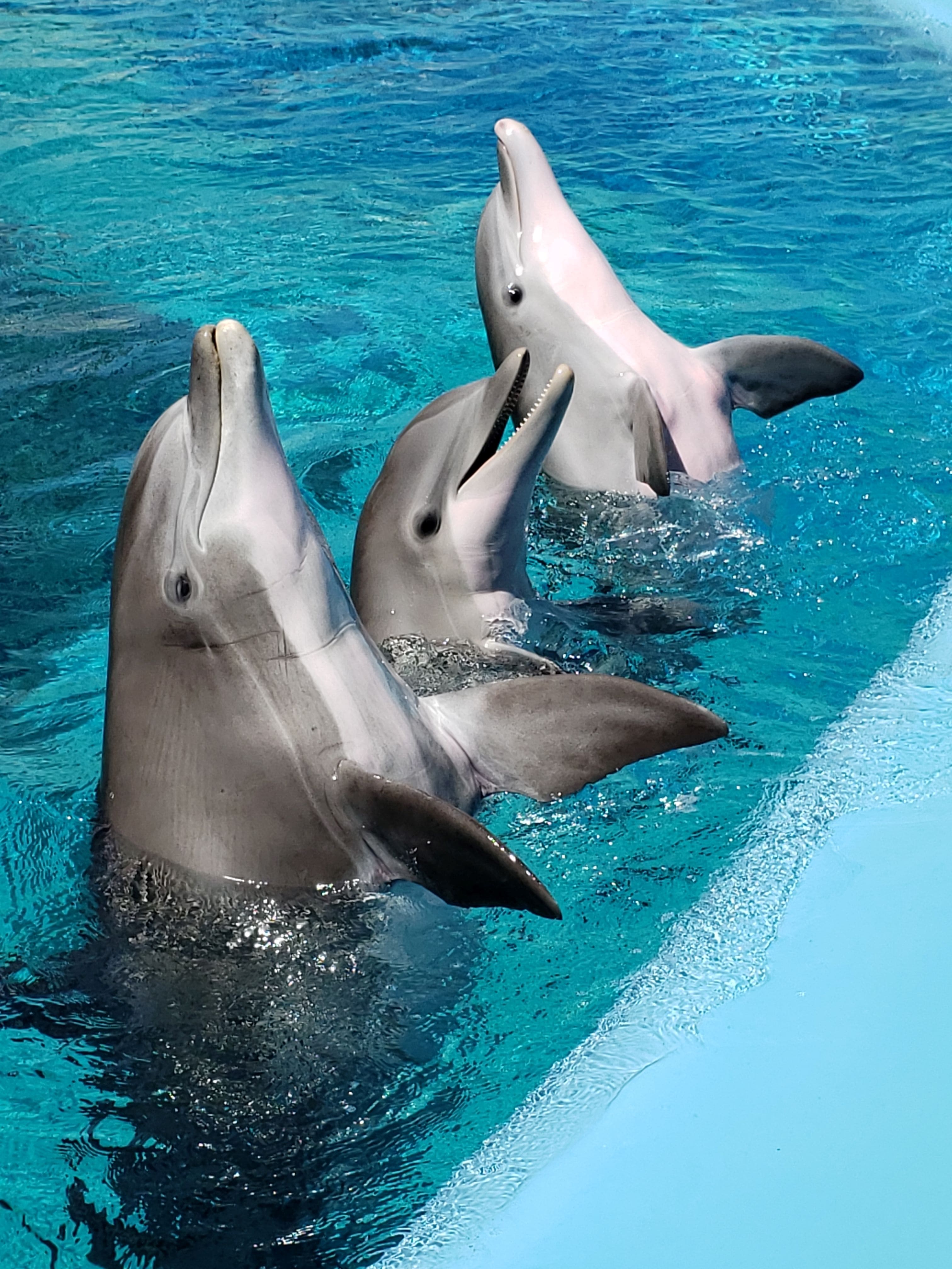 Boat trip watching dolphins off the Gran Canaria coast